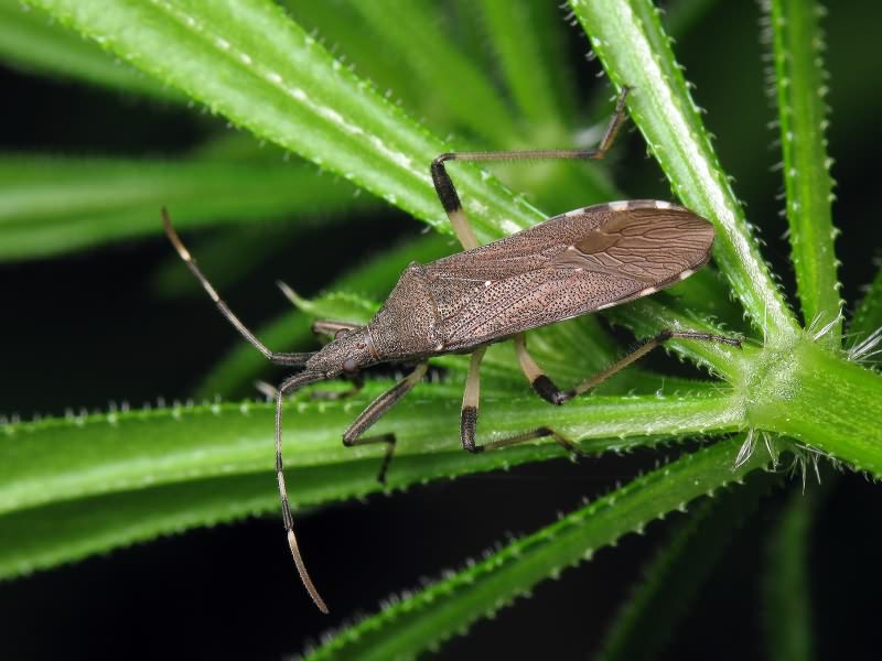 Dicranocephalus albipes (Fabricius, 1781)